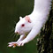 UNT albino squirrel calendar