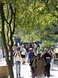 Photo of students walking under trees in springtime