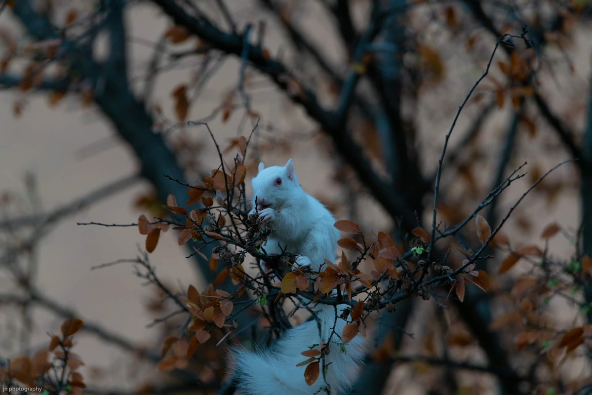 Lucky the Squirrel