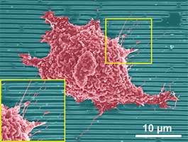 Nanoscale stuctures applied to regular cell behavior