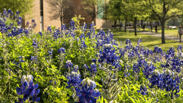 bluebonnets on campus