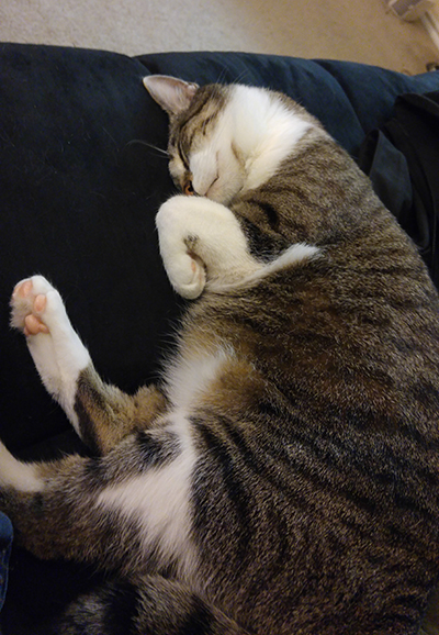 Photo of Matthew Berry's cat, Jenkins, sleeping.