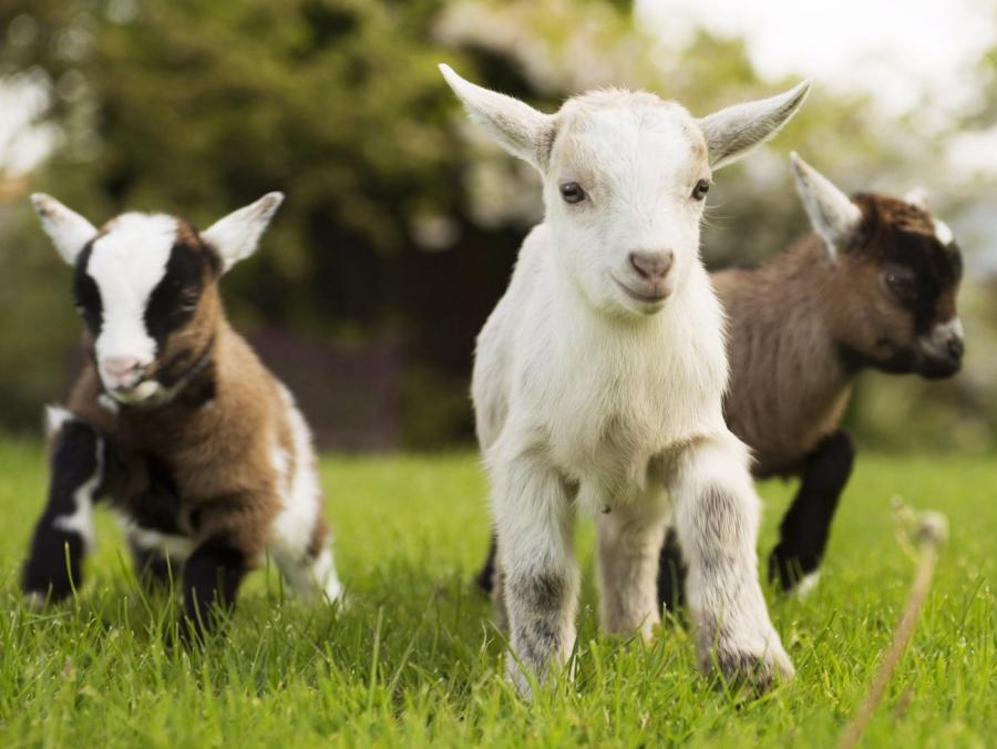 <p>Three baby goats</p>
