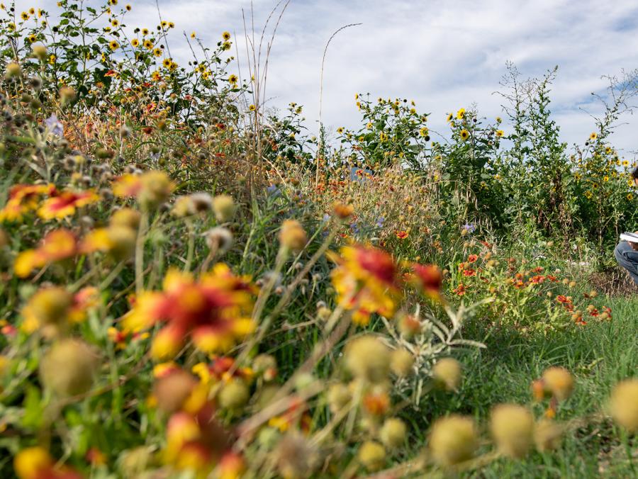 UNT environmental science students work in The Pecan Creek Pollinative Prairie at Discovery Park with Dr. Jaime Baxter-Slye.