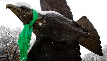 Eagle With Snow