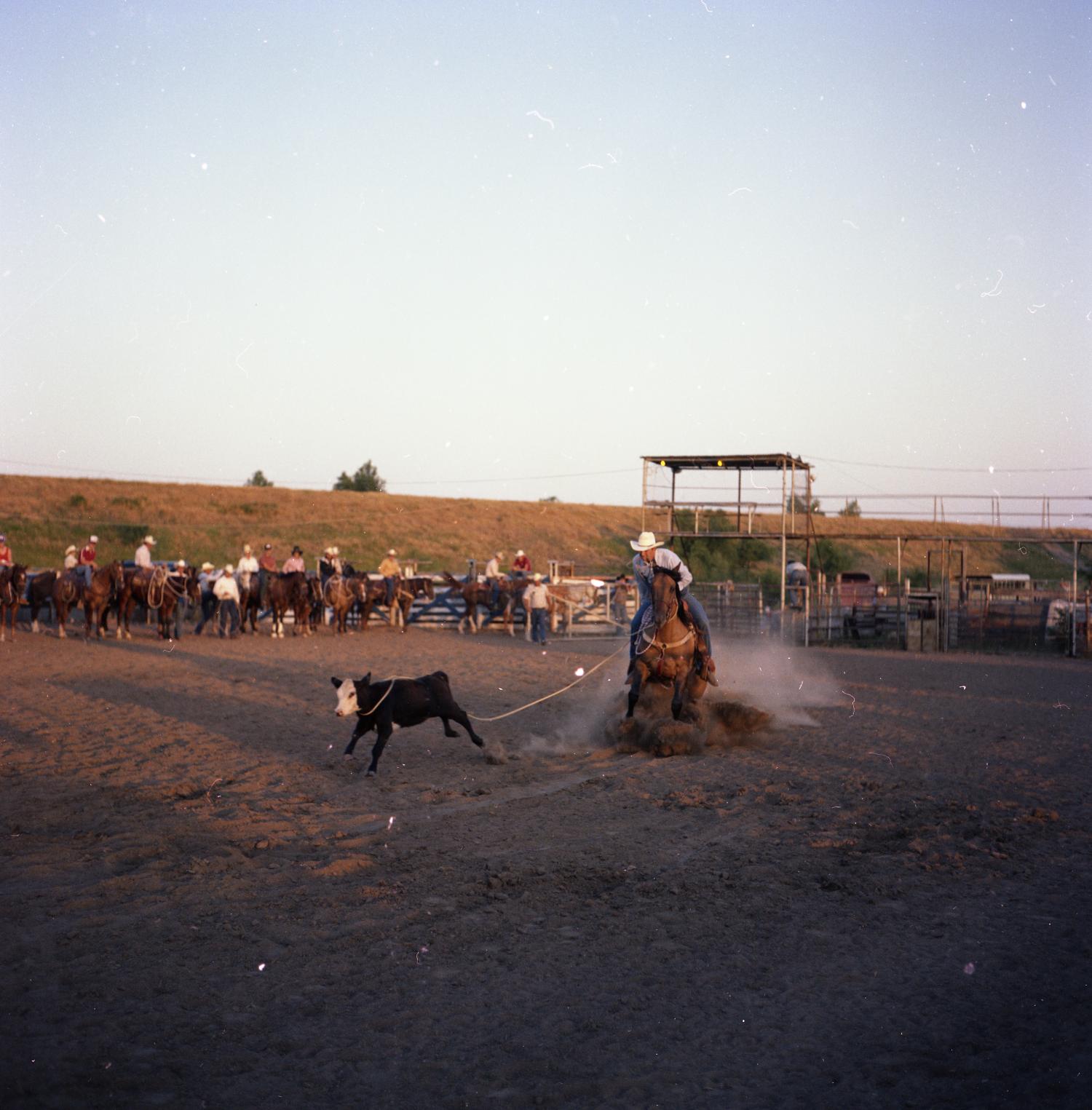 Man roping calf at North Texas Cutting Horse Association Finals