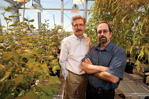 Vladimir Shulaev and Ron Mittler, Signaling Mechanisms in Plants cluster faculty, are internationally renowned in the field of plant science. (Photo by Jonathan Reynolds)