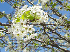 Spring Blossoms Leander