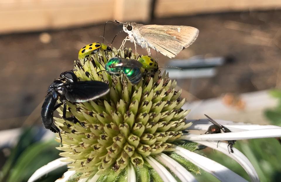 Photo of insects on top of a flower bud