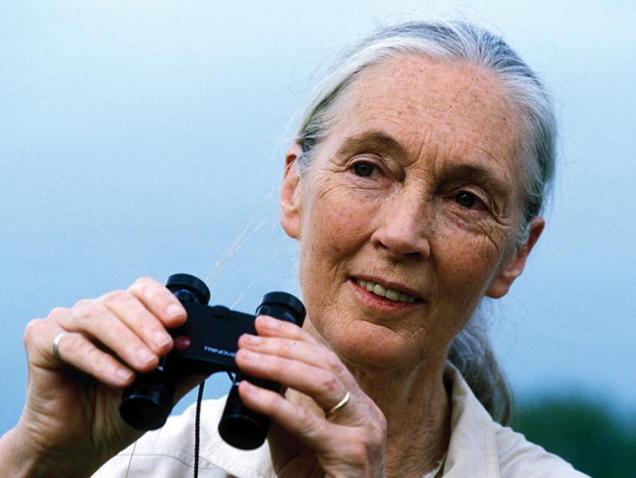 <p>Jane Goodall</p>
