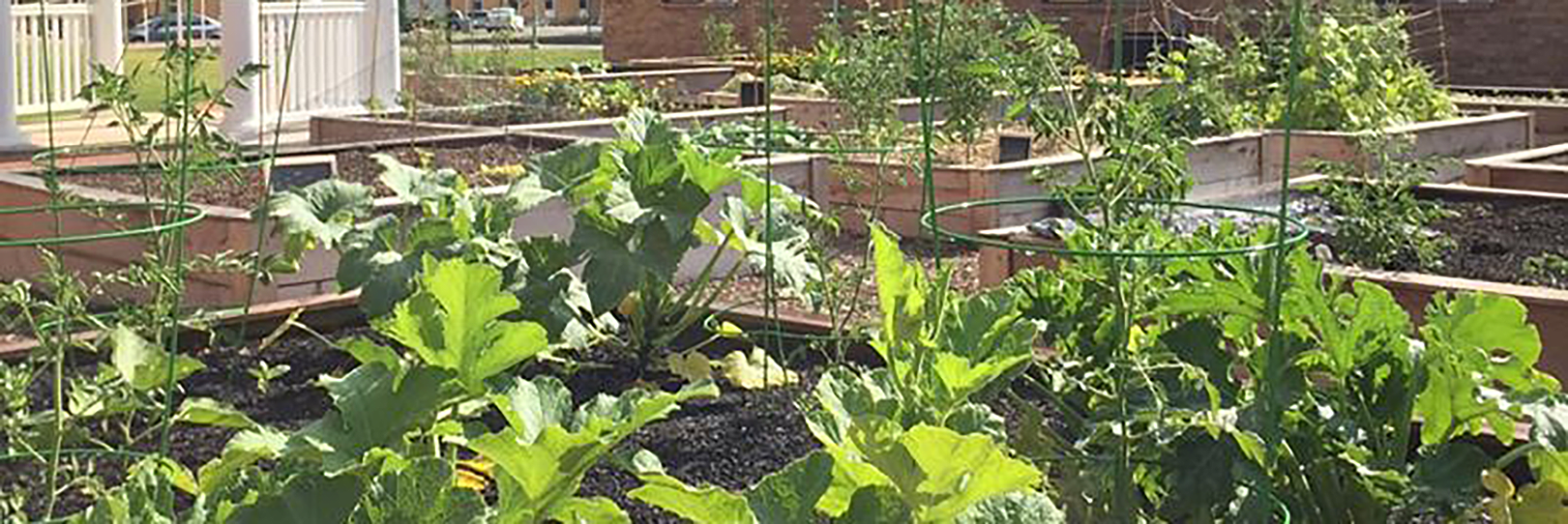 Sustainability Community Garden