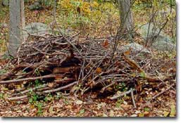 brushpile created for wildlife habitat