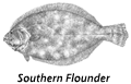 Southern Flounder