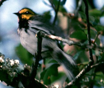 Picture of Golden-cheeked Warbler (Dendroica chrysoparia)