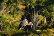 Wildlife at Caddo Lake State Park