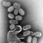 image of bacteria