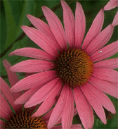 Echinacea