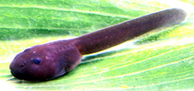 Tadpole (Dendrobates auratus)