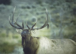 Elk