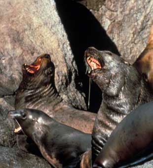 Steller sea lions