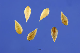 Photo of Phalaris aquatica L.