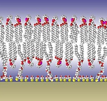 tethered membrane