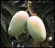 Image of an Indian Mango