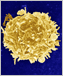 a scanning electron micrograph of a T cell.