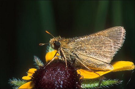 Photo by Bryan Reynolds: Dakota Skipper