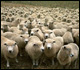 Sheep Image