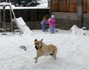 Daisy in the snow