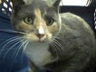 Callie the cat in the shelter