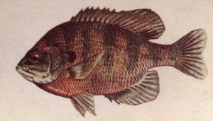 Bluegill