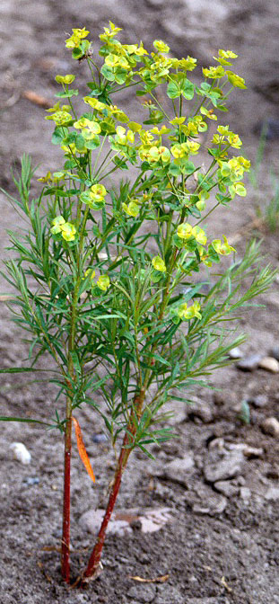 Leafy Spurge