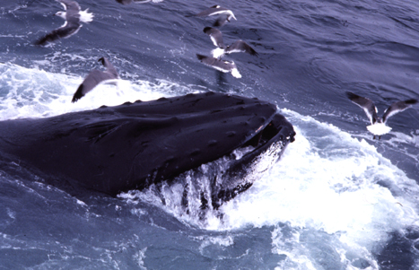 humpback whale