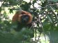 red-ruffed lemur