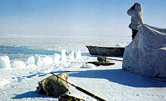 Looking for bowhead whales