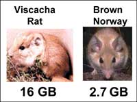 rat genomes: 16 GB vs. 2.7 GB