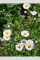 View a larger version of this image and Profile page for Erigeron philadelphicus L.