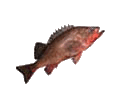 rockfish image