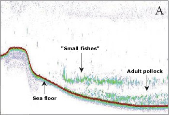 Acoustic returns showing pollock schools.