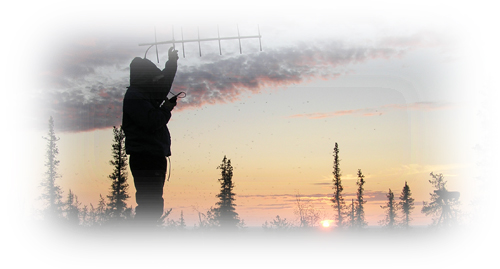 USGS employee uses radio telemetry to look for surf scoters in the NW territories.