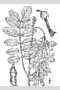 View a larger version of this image and Profile page for Robinia pseudoacacia L.