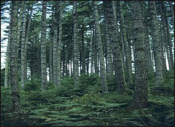 An image from one of Oregon's state forests