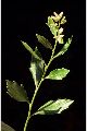 View a larger version of this image and Profile page for Baccharis halimifolia L.