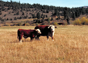 Photo of two beef cattle on the range