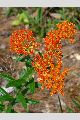 View a larger version of this image and Profile page for Asclepias tuberosa L.