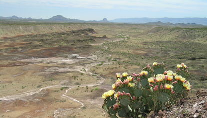 Cactus and badlands