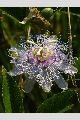 View a larger version of this image and Profile page for Passiflora incarnata L.