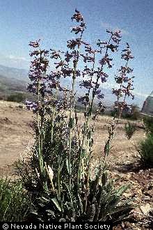 Photo of Penstemon pachyphyllus A. Gray ex Rydb.